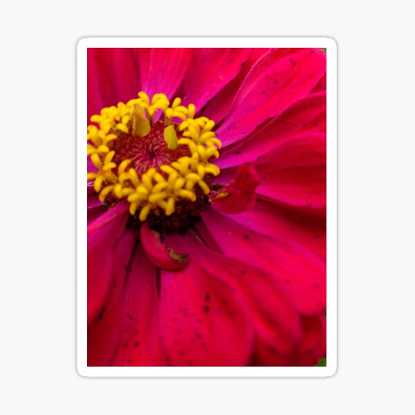 Zinnia Flower Sticker — Pinwheel Creative