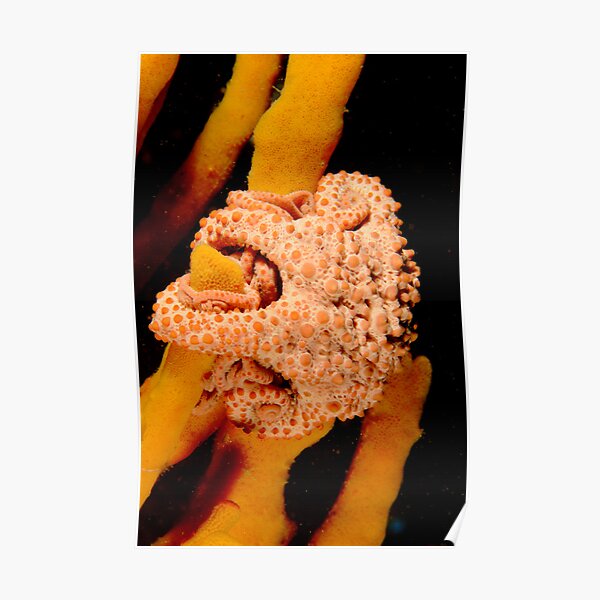 Basket Star - Astrosierra amblyconus Poster