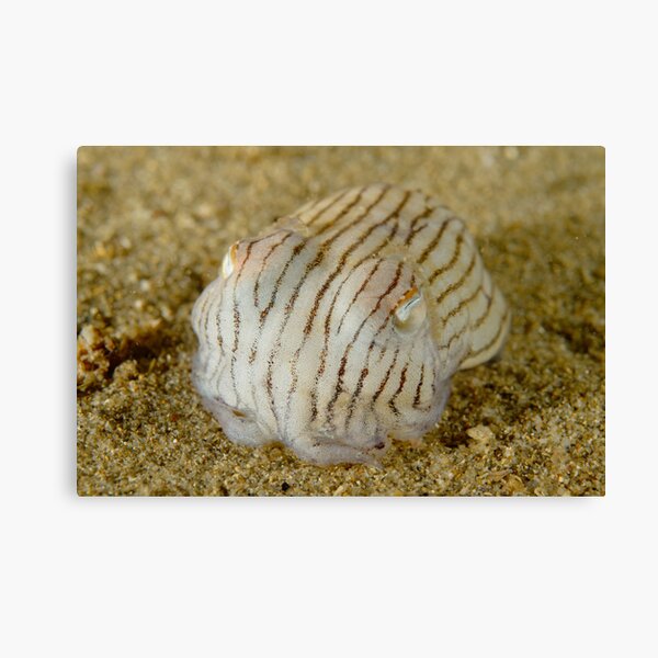 Striped Pyjama Squid - Sepioloidea lineolata Canvas Print