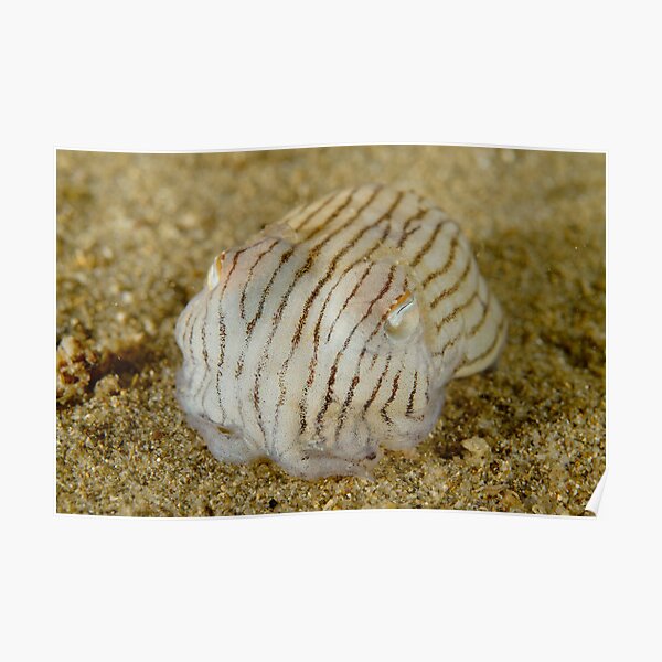 Striped Pyjama Squid - Sepioloidea lineolata Poster