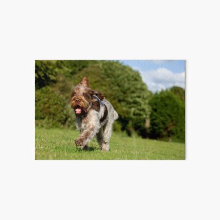 Running in Summer Spinone Art Board Print