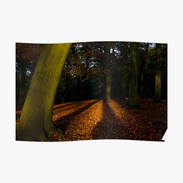 Woodland Walk Poster