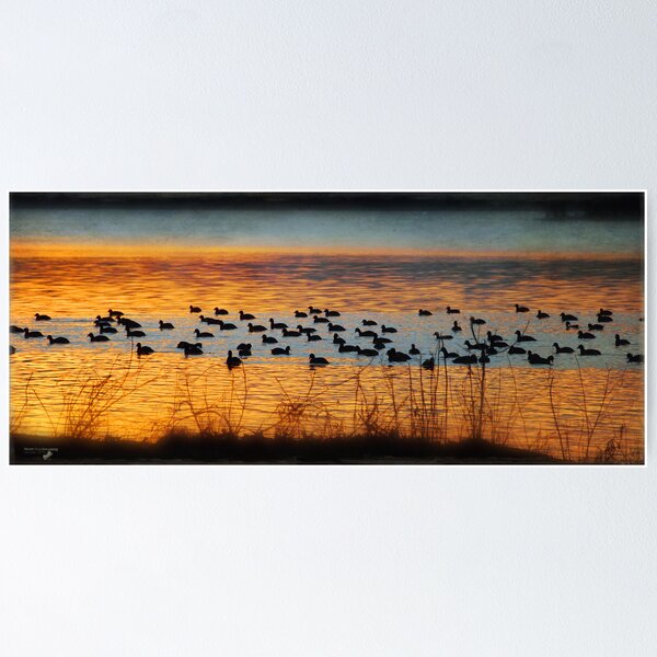 coots on parade Poster