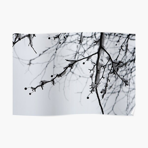 Bird's Eye View Poster