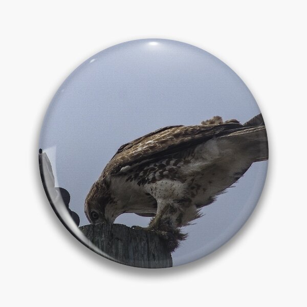 Item preview, Goshawk Feeding designed and sold by SRosuphotos.