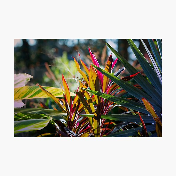 Item preview, Fiery Plant Foliage  designed and sold by KbytesOfJax Outdoor and Nature.