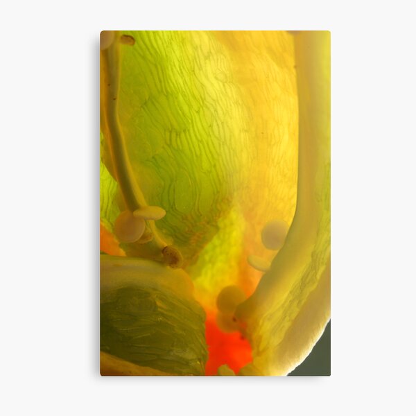 wing pulled out Metal Print