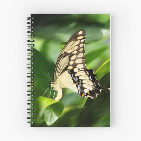 Aperçu de l'œuvre Papillon machaon sur feuille d'agrumes  créée et vendue par KbytesOfJax Outdoor and Nature.