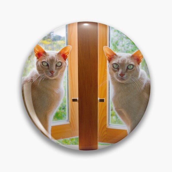 Artikelvorschau, Birmanische Katzen im Fenster entworfen und verkauft von Jenny Setchell.
