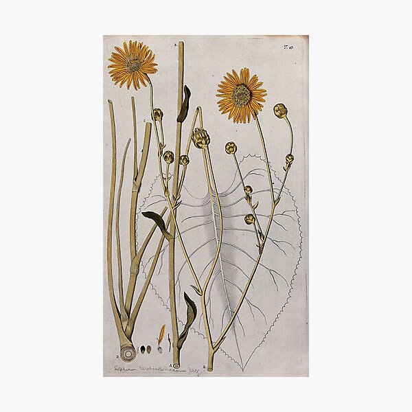 Item preview, Vintage Sunflower Illustration designed and sold by rashealy.