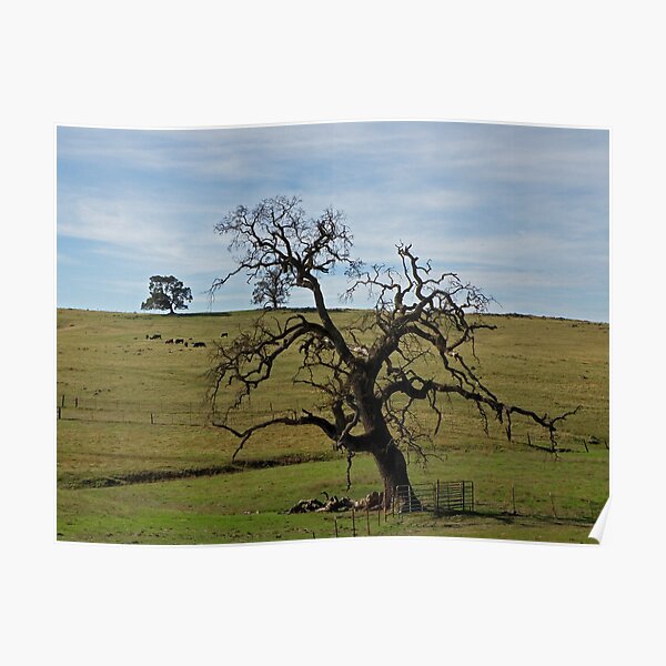 Beautiful Old Oak Poster