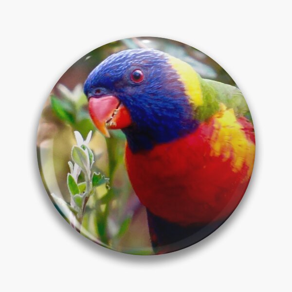 Rainbow Lorikeet Parrot (blue, red, green) sitting on a branch by Bao-Er Pin