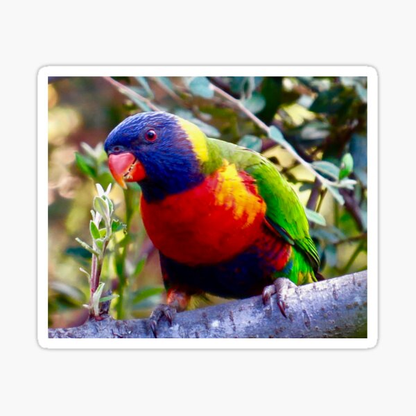 Item preview, Rainbow Lorikeet Parrot (blue, red, green) sitting on a branch by Bao-Er designed and sold by Chinaspaces.