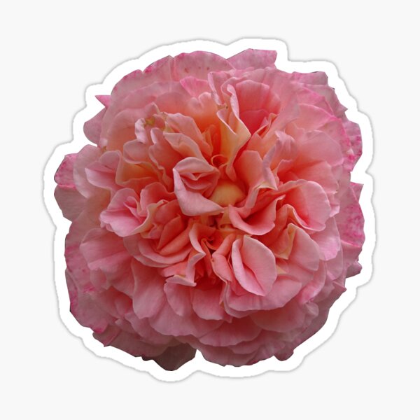 rosegarden Sticker