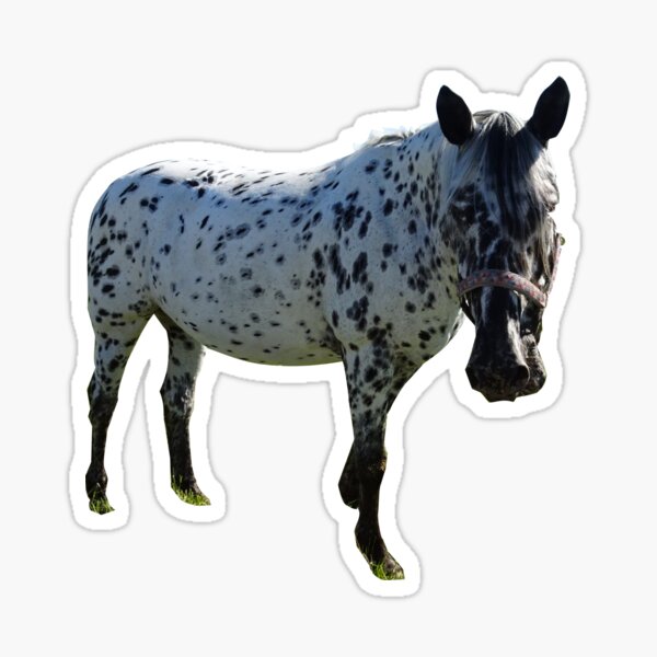 on the back of the horses Sticker