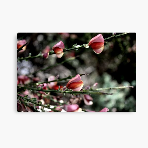 Red Flowers Canvas Print