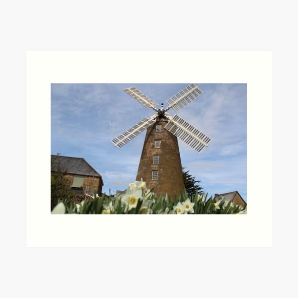Daffodil Windmills Art Print