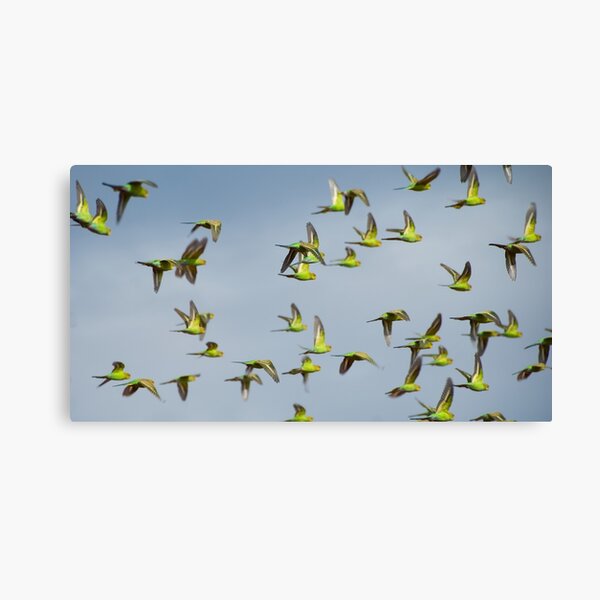 Budgies on the Wing - Great Victorian Desert, WA Canvas Print