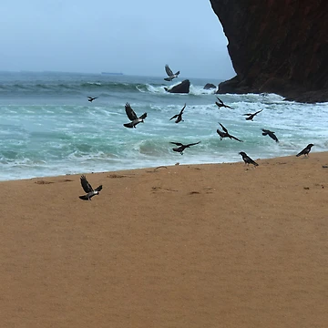 Artwork thumbnail, Crow beach by Rococodesigns