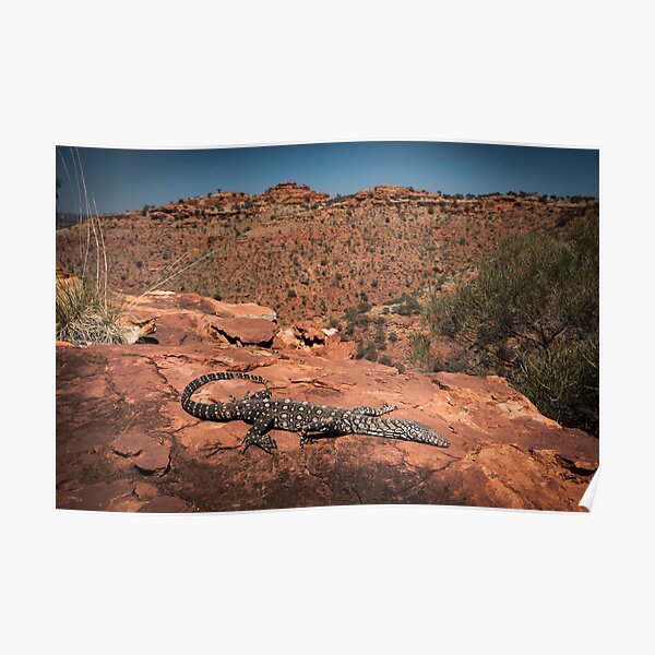 Perentie - Kings Canyon, NT Poster
