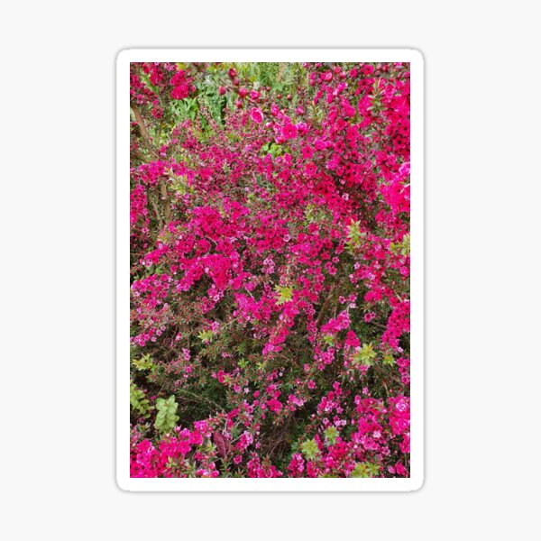 Pink Flowers Sticker