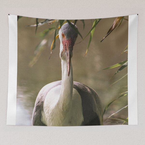 Item preview, Wattled crane designed and sold by KcsArt87.