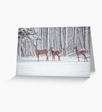 Winter Visit Greeting Card