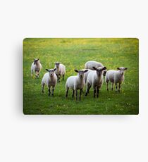 Sheep in the Cotswolds Canvas Print