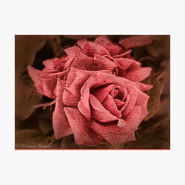 Blush Photographic Print