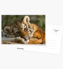 Sleepy Little Girl Postcards