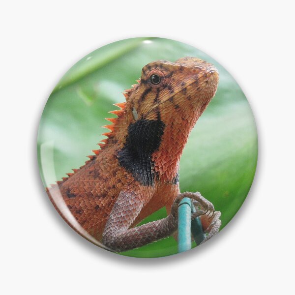 Item preview, Oriental Garden Lizard in Breeding Color designed and sold by Linda Walsh.