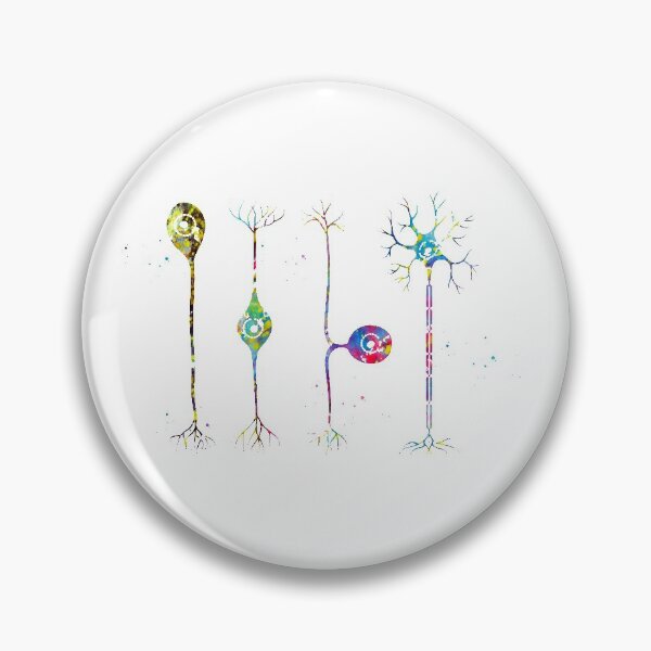 Item preview, Four types of neurons designed and sold by Liededrom..