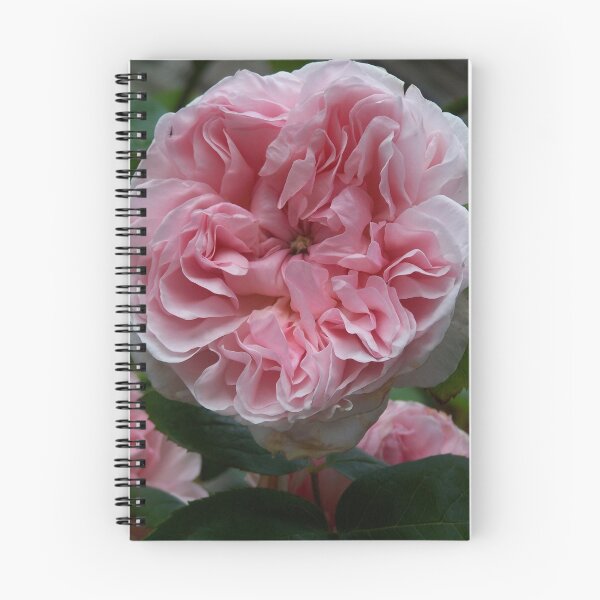 Item preview, Filled rose in pink designed and sold by Boscastle.