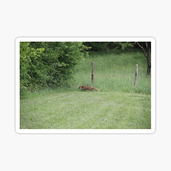 Item preview, Female cautious fox in the meadow	 designed and sold by EstelleRossetti.