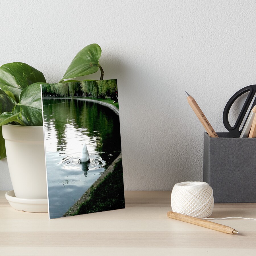 Duck with its head in the water and its white tail up on a lake with water with green reflections from the willows on the edge and blue from the sky Art Board Print