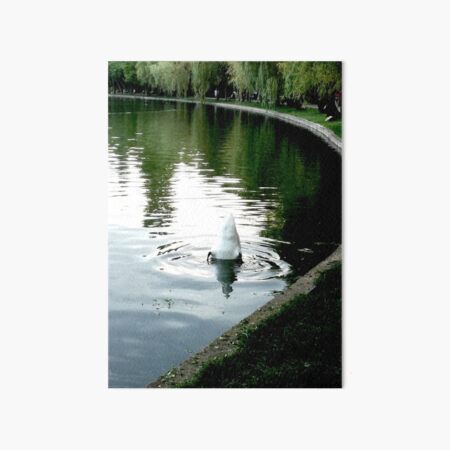 Duck with its head in the water and its white tail up on a lake with water with green reflections from the willows on the edge and blue from the sky Art Board Print