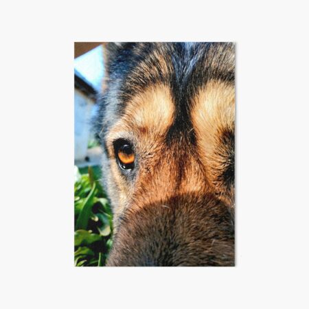 The head of a wolf dog photographed up close, detailed eyes Art Board Print