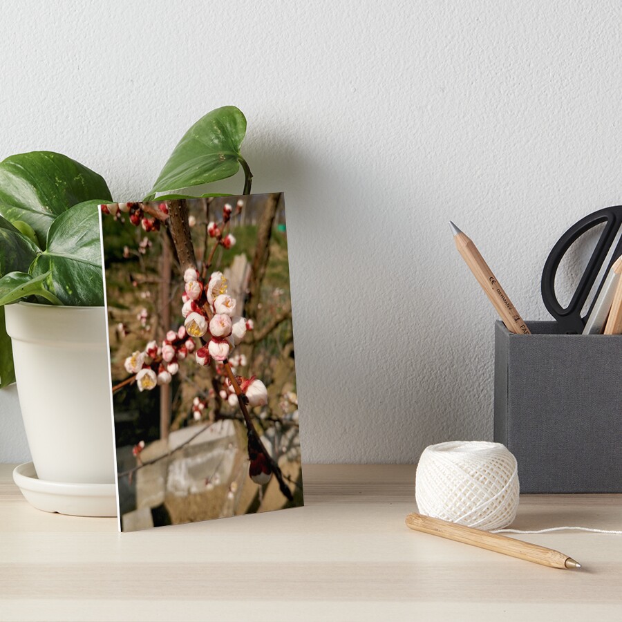 Flowering tree in spring, light pink flowers on the branch Art Board Print