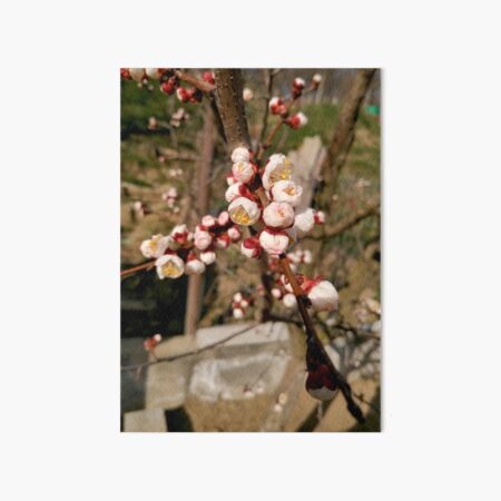 Flowering tree in spring, light pink flowers on the branch Art Board Print