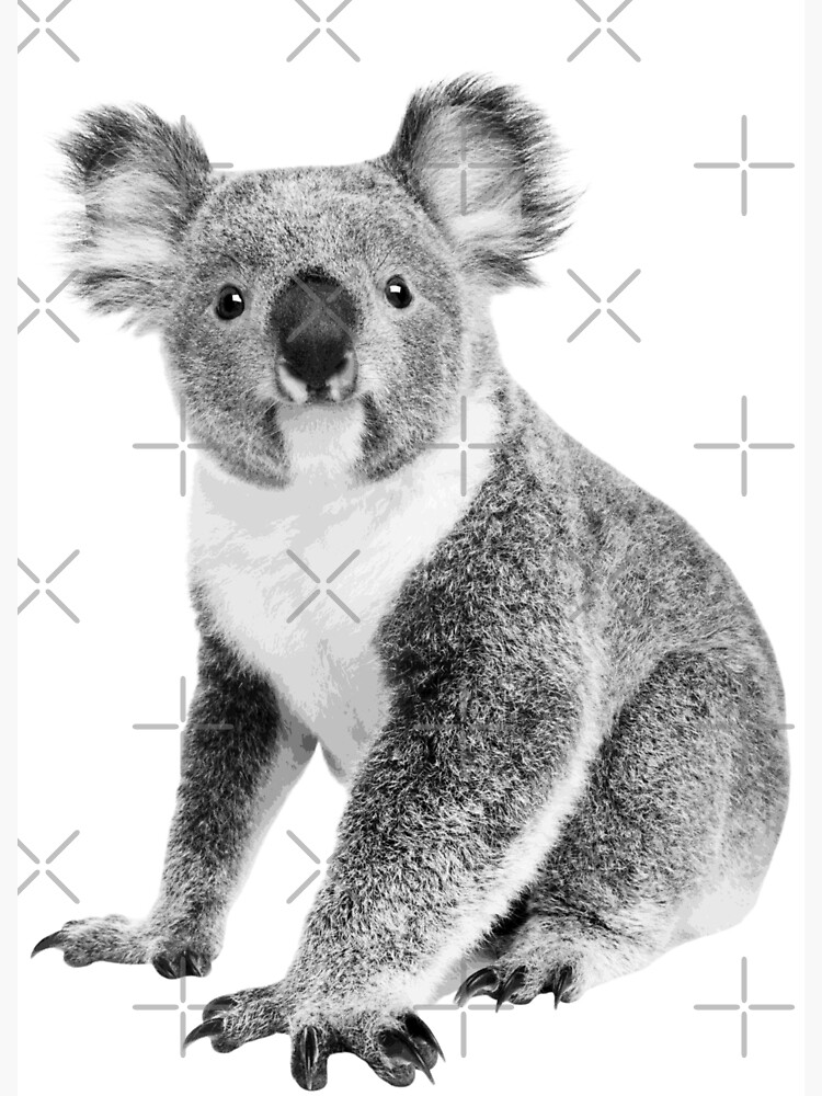 koala gift ideas