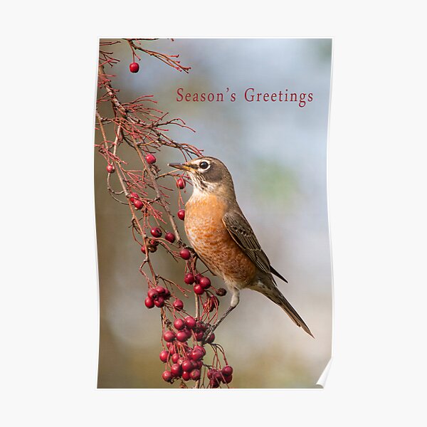 Robin and Red Berries Poster