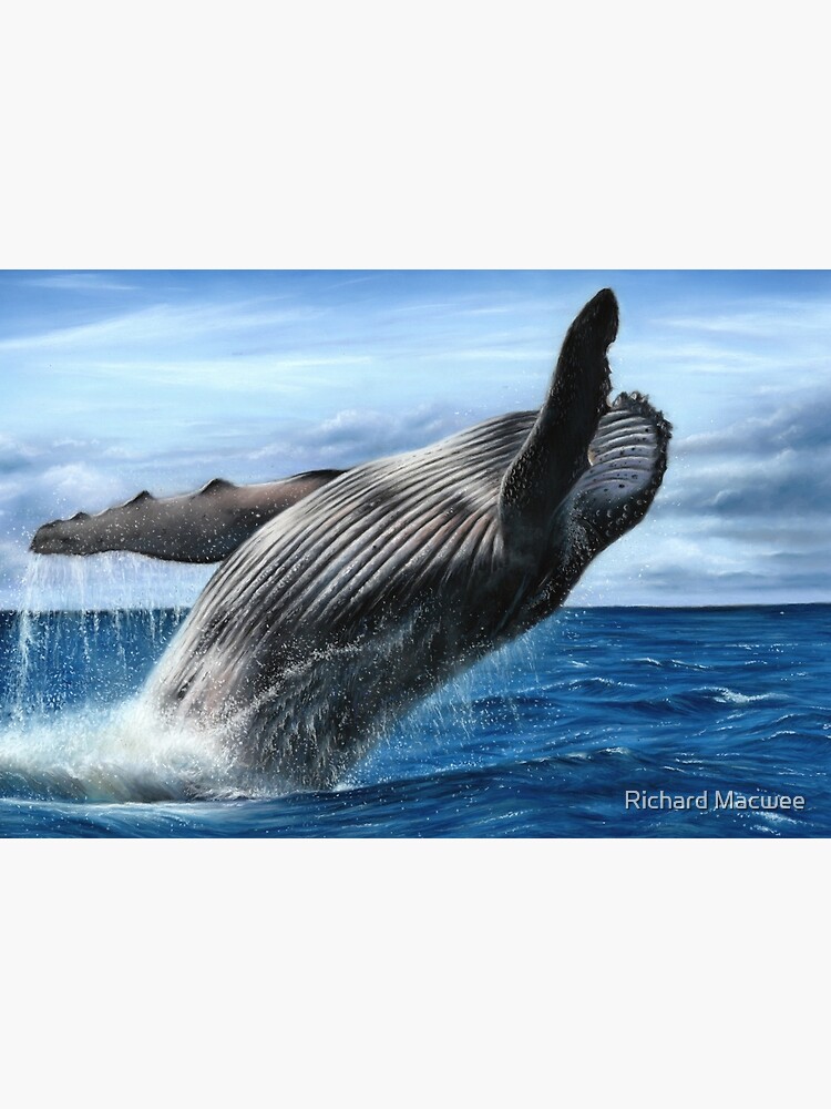 Humpback Whale Artwork by richardmacwee