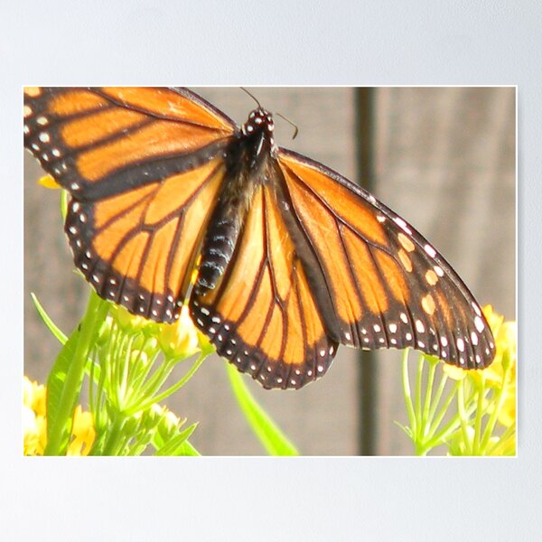 Item preview, November Butterflies designed and sold by Navigator.