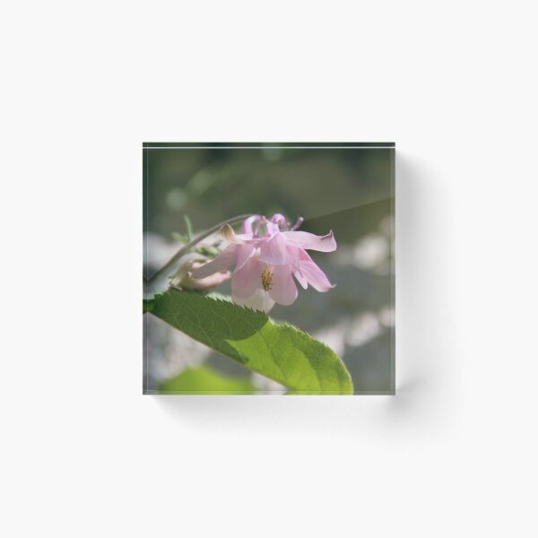 Item preview, Colorful pastel columbine granny's bonnet spring wildflowers	 designed and sold by EstelleRossetti.