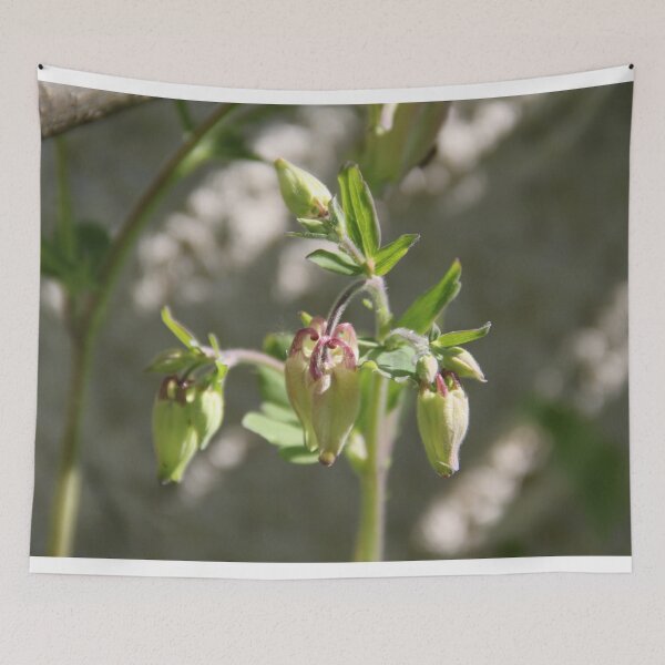 Item preview, Colorful pastel columbine granny's bonnet spring wildflowers	 designed and sold by EstelleRossetti.
