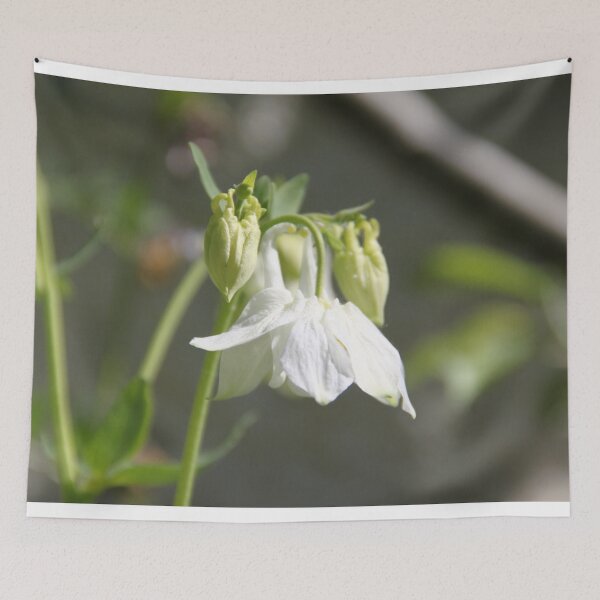 Item preview, Colorful pastel columbine granny's bonnet spring wildflowers	 designed and sold by EstelleRossetti.