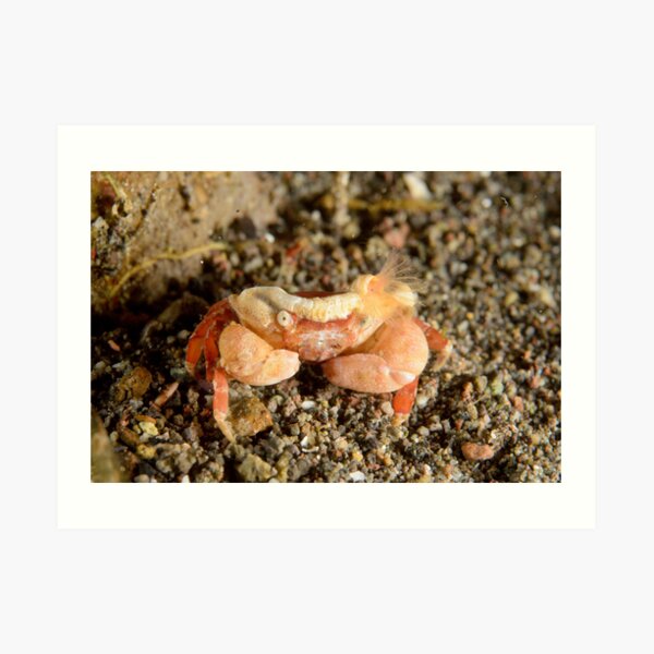 Crab Art Print