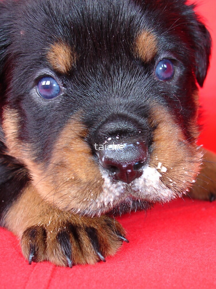 rottweiler long snout
