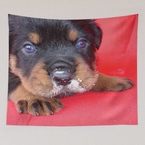 Item preview, Comical Rottweiler Puppy With Food On Snout designed and sold by taiche.