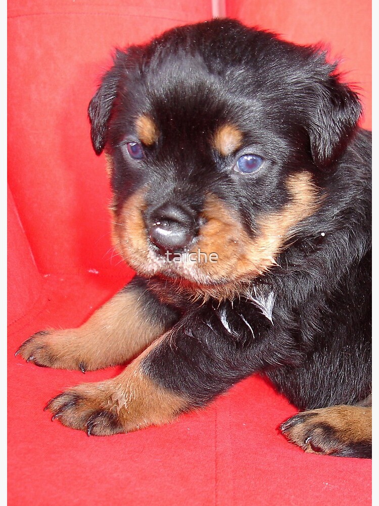 short muzzle rottweiler